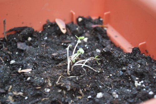 The basil is a fighter
