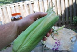 Now place the inner husks back over the corn.  This will protect it from being over cooked.