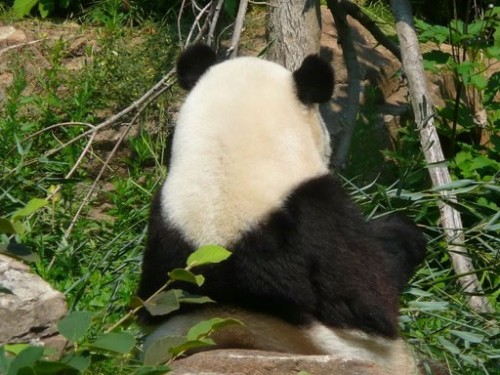 Tai Shan